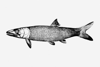 Extinct fish drawing, vintage sea | Free Photo - rawpixel