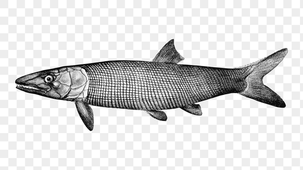 Extinct fish png sticker, sea | Free PNG - rawpixel
