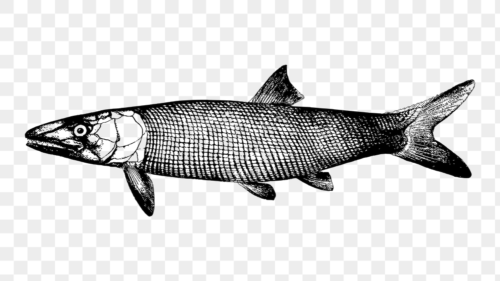 Extinct fish png sticker, sea | Free PNG - rawpixel