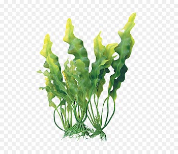 Extract Algae Cosmetics Mineral Eating - alga 