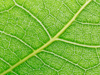 Extreme Macro of a Green Leaf Surface
