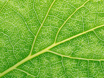 Extreme Macro of a Vibrant Green Leaf