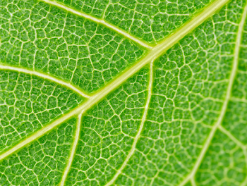 Extreme Macro of a Vibrant Green Leaf