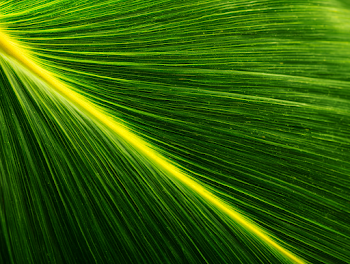 Extreme Macro of Tropical Green Leaf
