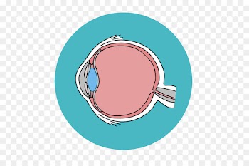 Eye Clip art Retina Visual perception Glaucoma - eye 