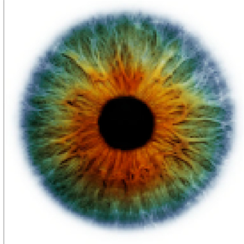 Eye color Human eye Green - Eye png download - 1024*1024 - Free ...