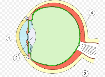Eye Macular degeneration Lens Cornea Retina - eye 