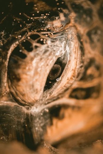 eye of sea turtle