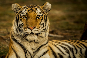 Eye of the Tiger | HD photo by Blake Meyer (@artisan_100) on Unsplash