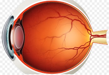 Eye pattern Diagram Human eye Schematic - eye 