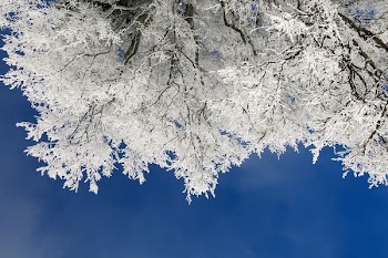 eyeworm view photo of tree with white leaf