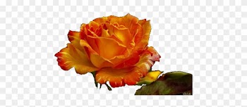 Ez A Megoldás Minden Oldalra Érvényes - Garden Roses