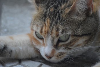 Face of Calico Cat