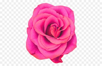 Facebook Rose Flower Blog - huaxia moon beauty 