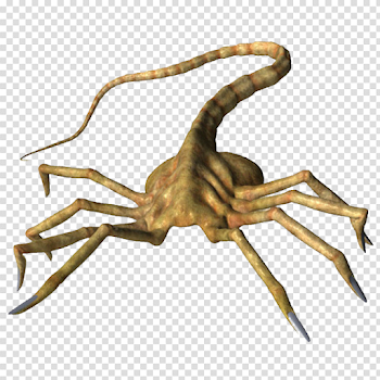 Facehugger png 4 » PNG Image