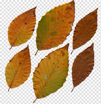Fagus grandifolia Leaf Deciduous Tree Plant, eucalyptus leaf transparent background PNG clipart