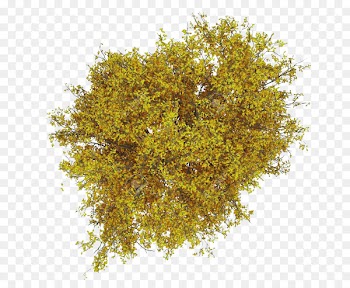 Fagus grandifolia Tree Stock photography Ash - tree plan 