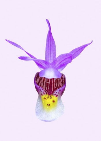 Fairy slipper orchid, purple flower | Free Photo - rawpixel