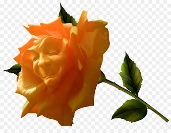 Fairy tale Garden roses - Fairy tale flower 