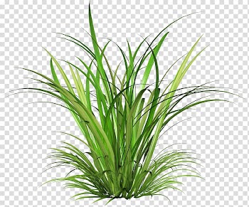 Fairy tale grass transparent background PNG clipart