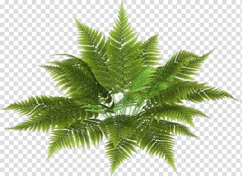 Fairy tale leaves transparent background PNG clipart