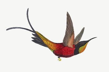 Fairy Topaz bird, vintage animal | Free PSD Illustration - rawpixel