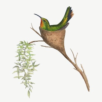 Fairy Topaz bird, vintage animal | Free PSD Illustration - rawpixel