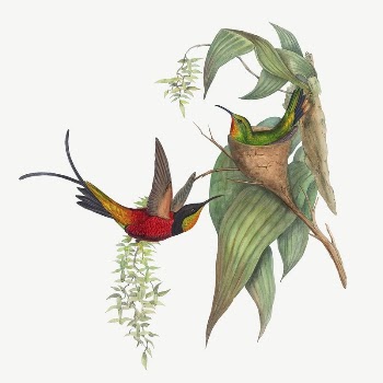 Fairy Topaz bird, vintage animal | Free PSD Illustration - rawpixel