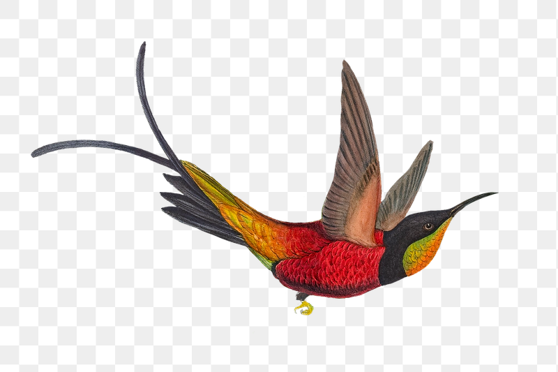 Fairy Topaz png bird sticker, | Free PNG Illustration - rawpixel