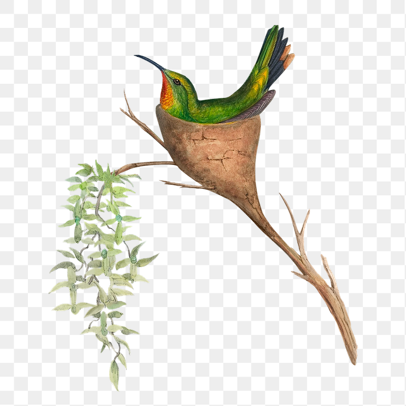 Fairy Topaz png bird sticker, | Free PNG Illustration - rawpixel