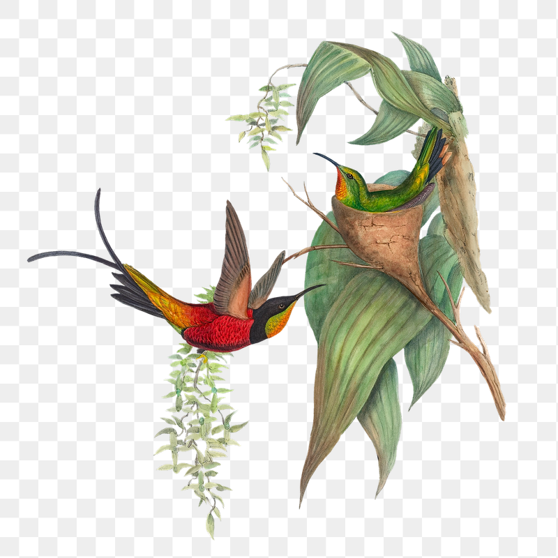 Fairy Topaz png bird sticker, | Free PNG Illustration - rawpixel