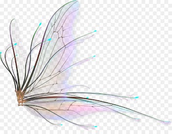 Fairy Wings Drawing - butterfly 