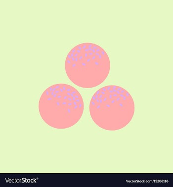 Falafel ball arabic food made from chickpeas vector image