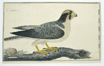 Falco biarmicus (Lanner falcon) (1777&ndash;1786) | Free Photo - rawpixel
