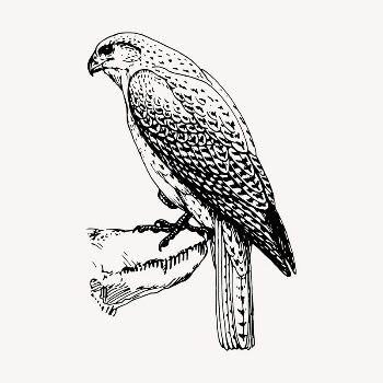 Falcon bird clipart, vintage hand | Free Vector - rawpixel