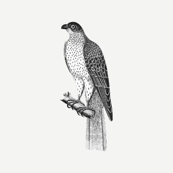 Falcon bird collage element/drawing/clipart, xx | Free PSD Illustration - rawpixel