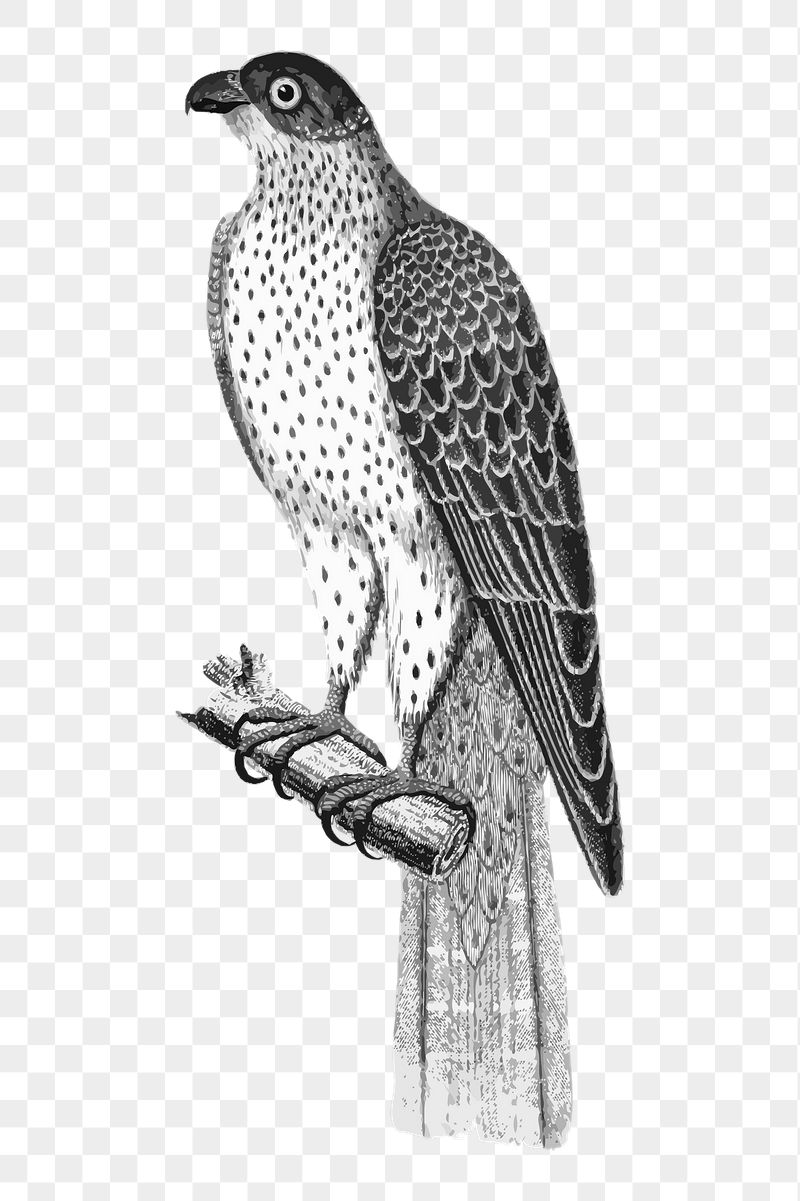 Falcon bird png sticker xx | Free PNG - rawpixel