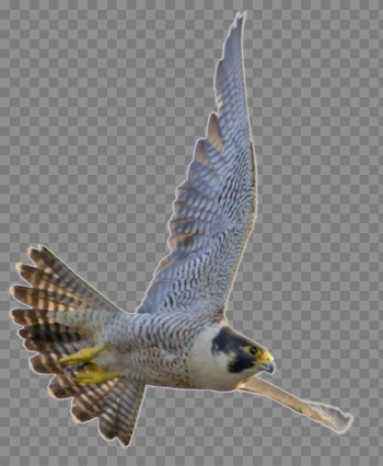 Falcon Download Transparent PNG Image