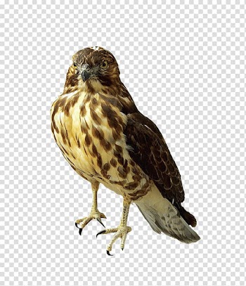Falcon , Eagle flying animals transparent background PNG clipart
