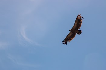 Falcon on Flight