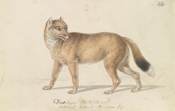 Falkland Islands Wolf by Charles | Free Photo - rawpixel