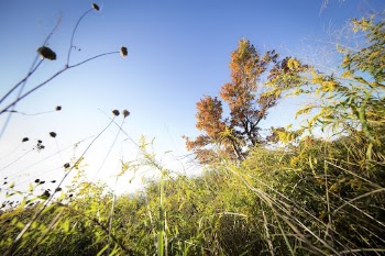 Fall background, red maple with green | Free Photo - rawpixel
