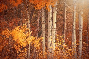 Fall color in the countryside of Eastern Washington