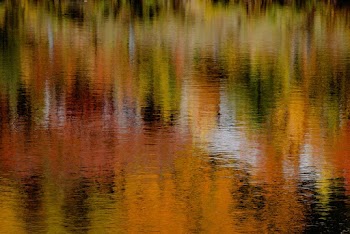 Fall Colors
