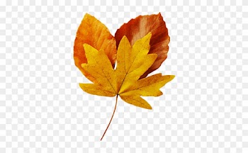 Fall - Fall Leaf Real