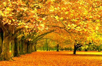 Fall in a Park