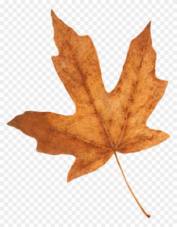 Fall Leaf - 1 Yd 3 Ft