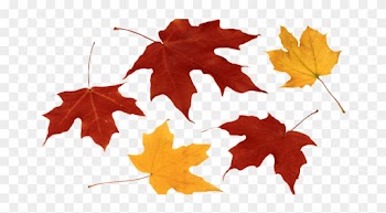 Fall Leaf Hd Images - Png Maple Leaf
