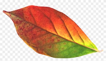 Fall Leaf Png Download - Transparency