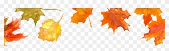 Fall Leaves - Autumn Leaf Color